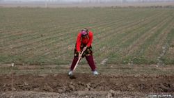 В Узбекистане прогнозируют нехватку воды в сезон орошения полей