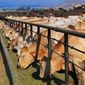 Цены на фьючерс крупного рогатого скота достигли максимумов - трейдеры