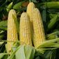 Инвесторам: отчет USDA способствует росту цен на кукурузу