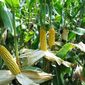 Фьючерс кукурузы проолжает торги во флете, - трейдеры