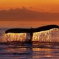 ТОП видео YouTube: в Чили начался массовый мор китов