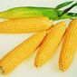Анализ рынка кукурузы: трейдеры о перспективах