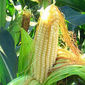 Рынок кукурузы демонстрирует разнонаправленную динамику
