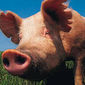 Эксперты о трендах рынка свинины США
