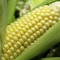 Цену на июльский фьючерс кукурузы по-прежнему поддерживают высокие цены - трейдеры
