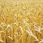 Трейдеры в ожидании отчетов USDA по рынку пшеницы