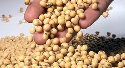 Урожай сои на Украине планируют в объёме 2,3 млн. тонн