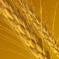 Прогноз цен на пшеницу увеличен на 20 центов до уровня 6,45-7,75 долларов - трейдеры
