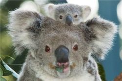 AUDUSD