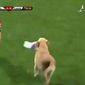 ТОП видео YouTube: как щенки футбольный матч остановили