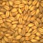 Трейдеры ожидают рост мирового рынка пшеницы