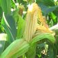 Рынок кукурузы готов установить годовые минимумы
