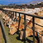 Эксперты о рынке крупного рогатого скота США