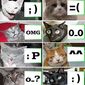 Сервис микроблогов Twitter будет работать на языке интернет-сленга lolcat