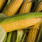МСХ США подняло прогноз на производство кукурузы на 2,1 млн. тонн