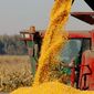 В США уверены в перспективном урожае кукурузы