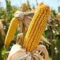 Инвесторам: рынок кукурузы подвержен сезонным тенденциям