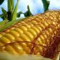 В текущем МГ году потребление кукурузы в ЕС будет на уровне 67,1 млн. тонн