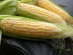 На прошедшей торговой неделе котировки сои и кукурузы вели себя разнонаправленно