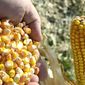 Соя и кукуруза на этой неделе демонстрируют рост