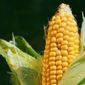 Волатильность рынка кукурузы растет - трейдеры