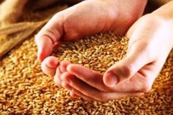 Аграрии опасаются распродавать собранный урожай