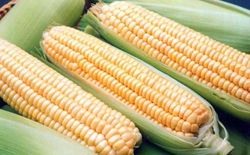 С понедельника котировки кукурузы пошли на понижение