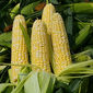 Запасы кукурузы в США достигнут рекордного объёма в текущем МГ