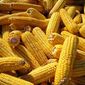 Производство кукурузы в Болгарии упадёт из-за засухи на 26 процентов