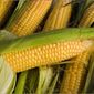 Что ждет рынок кукурузы в краткосрочной перспективе?