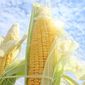 На 5 млн. тонн в текущем году вырос мировой прогноз на производство кукурузы