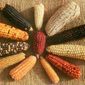 На фоне засухи стоимость южноафриканской кукурузы дошла до двухмесячного максимума