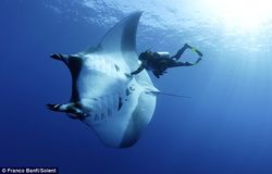 Морскому скату манта угрожает полное исчезновение
