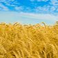 В Канаде прогнозируют повышение производства пшеницы