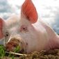 Цена на рынке свинины и в дальнейшем будет двигаться флетообразно
