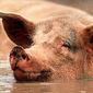 Трейдерам: рынок свинины продолжает падение