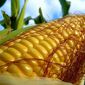 Запасы американской кукурузы к концу текущего МГ упадут до 16 млн. тонн