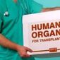 Японские ученые планируют выращивать органы для людей в животных 