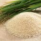 Урожай риса в Бангладеше увеличится в 2012-13 МГ до 34 млн. тонн