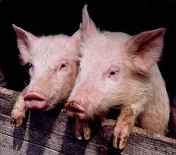 USDA: рынок свинины находится в неопределенности