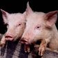 USDA: рынок свинины находится в неопределенности