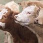 Трейдеры подвели итоги по отчетности USDA рынка КРС