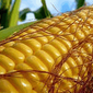 Цены на кукурузу в мире могут продолжить рост