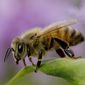 Ученые Хорватии запускают проект разминирования с помощью пчел-саперов