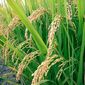 Бирма определилась с экспортными поставками риса