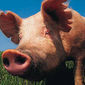 Трейдерам: рынок свинины США показывает рост