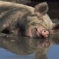 Цены на фьючерс свинины в мире падают - трейдеры