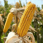 Трейдерам: рынок пшеницы оказывает давление на цены кукурузы в США