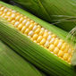 В 2013-2014 МГ мировое производство кукурузы превысит 944 млн. тонн