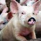 Февральский фьючерс на свинину в мире обвалился к минимумам